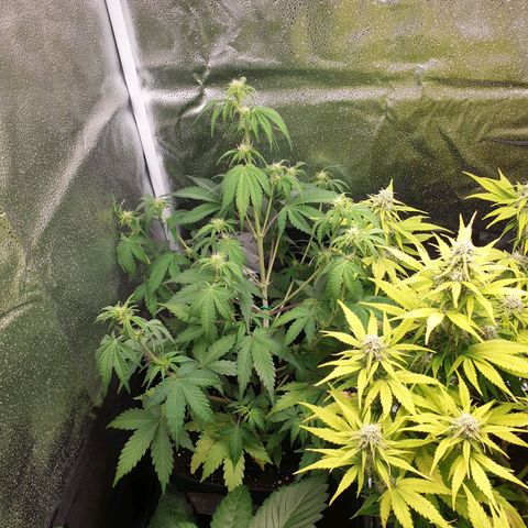 Blue Cheese Automatic growlog timeline photo