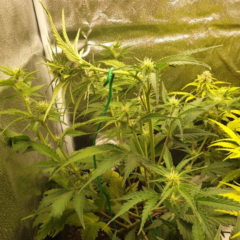 Blue Cheese Automatic growlog photo: LST