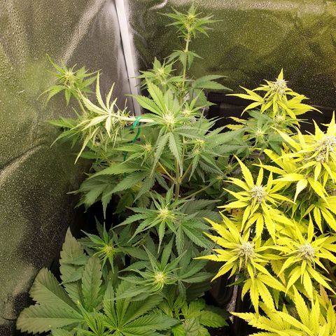 Blue Cheese Automatic growlog photo: LST