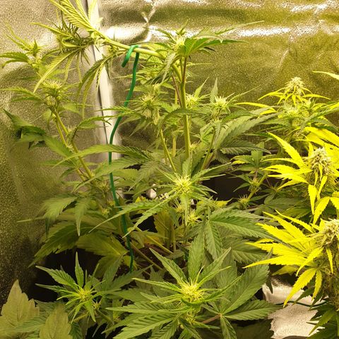 Blue Cheese Automatic growlog photo: LST