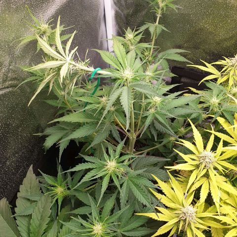 Blue Cheese Automatic growlog photo: LST