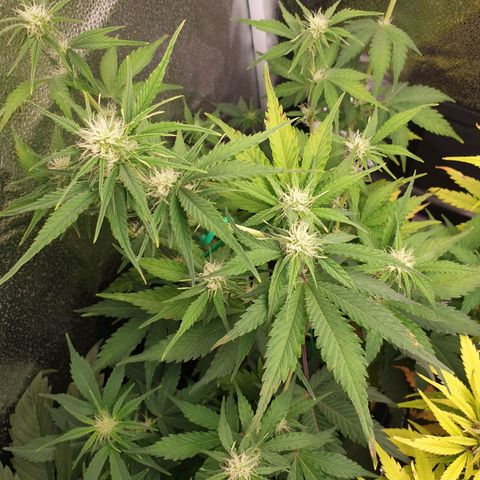Blue Cheese Automatic growlog timeline photo