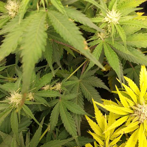Blue Cheese Automatic growlog timeline photo
