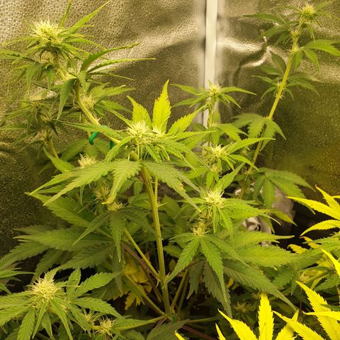 Blue Cheese Automatic growlog timeline photo