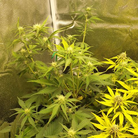Blue Cheese Automatic growlog timeline photo