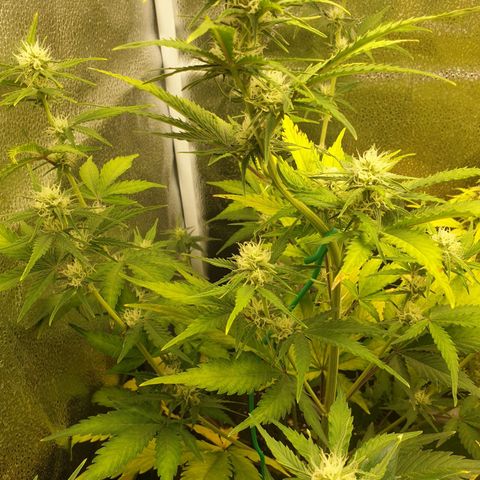 Blue Cheese Automatic growlog timeline photo