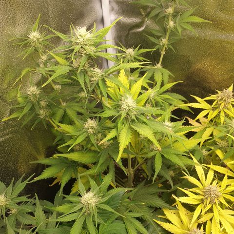 Blue Cheese Automatic growlog timeline photo