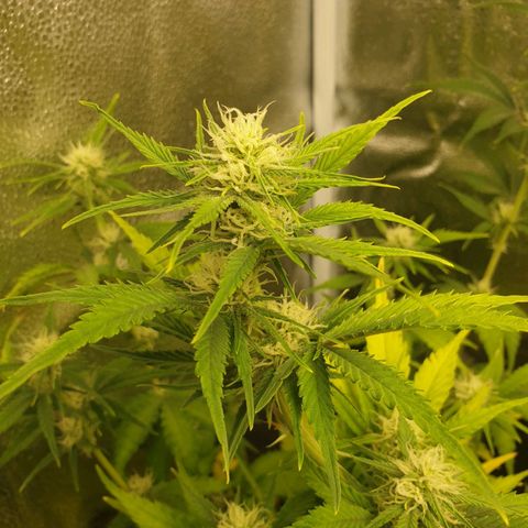 Blue Cheese Automatic growlog timeline photo