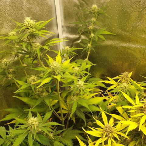 Blue Cheese Automatic growlog timeline photo