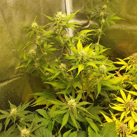 Blue Cheese Automatic growlog timeline photo