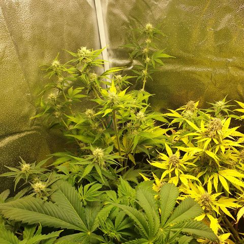 Blue Cheese Automatic growlog timeline photo