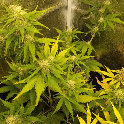 Blue Cheese Automatic growlog timeline photo