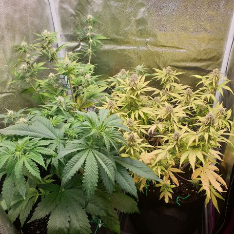 Blue Cheese Automatic growlog timeline photo