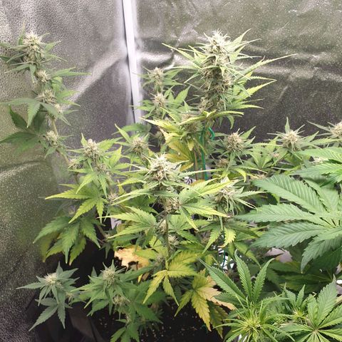 Blue Cheese Automatic growlog timeline photo