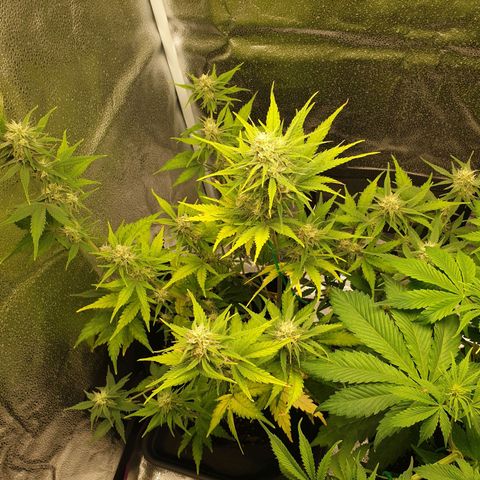 Blue Cheese Automatic growlog timeline photo