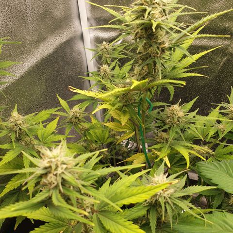 Blue Cheese Automatic growlog timeline photo