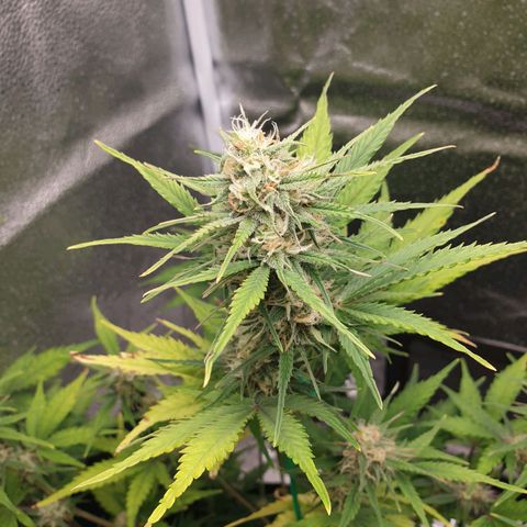 Blue Cheese Automatic growlog timeline photo