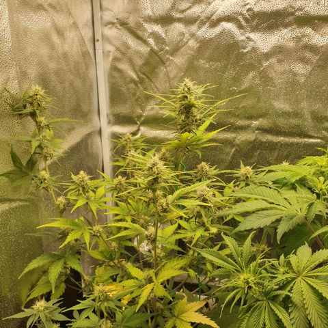 Blue Cheese Automatic growlog timeline photo