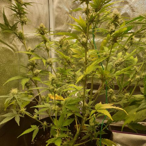 Blue Cheese Automatic growlog timeline photo