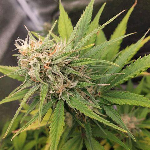 Blue Cheese Automatic growlog timeline photo