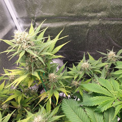 Blue Cheese Automatic growlog timeline photo