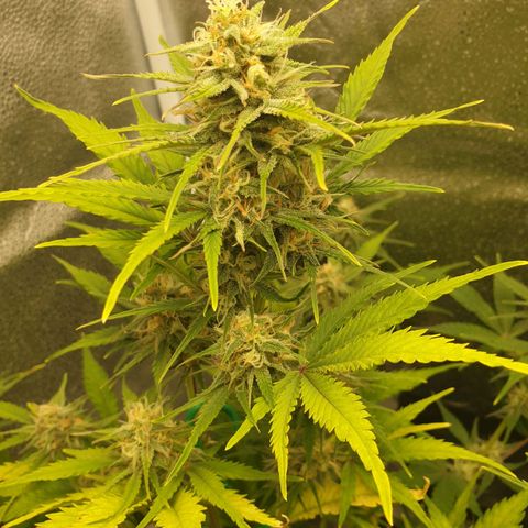 Blue Cheese Automatic growlog timeline photo