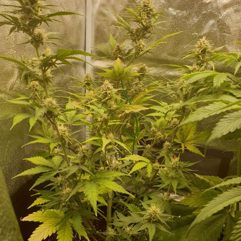 Blue Cheese Automatic growlog timeline photo