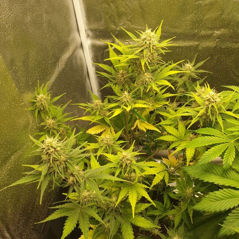 Blue Cheese Automatic growlog timeline photo