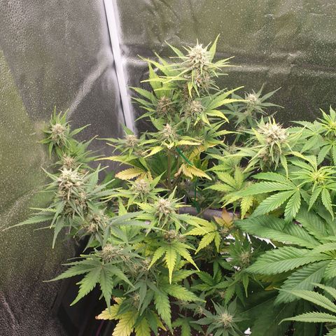 Blue Cheese Automatic growlog timeline photo