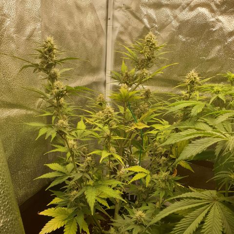 Blue Cheese Automatic growlog timeline photo