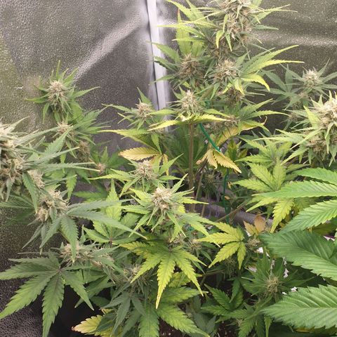 Blue Cheese Automatic growlog timeline photo
