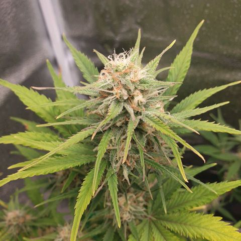 Blue Cheese Automatic growlog timeline photo