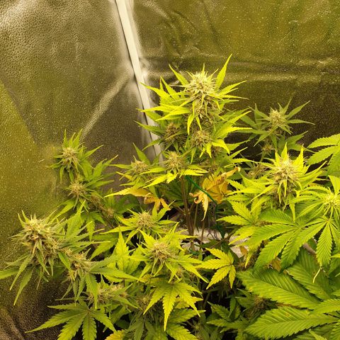 Blue Cheese Automatic growlog timeline photo