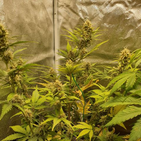 Blue Cheese Automatic growlog timeline photo