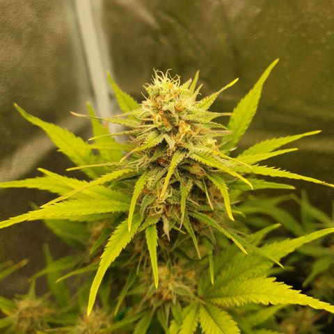 Blue Cheese Automatic growlog timeline photo