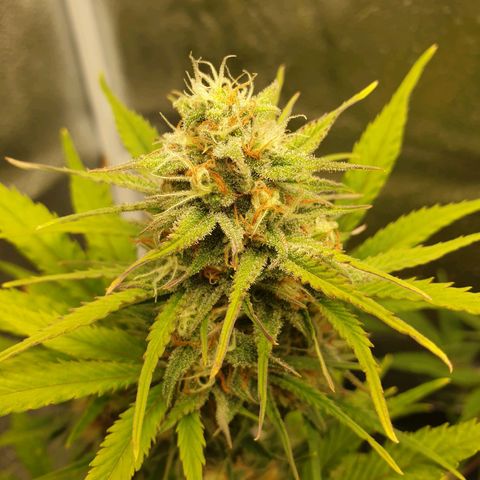 Blue Cheese Automatic growlog timeline photo