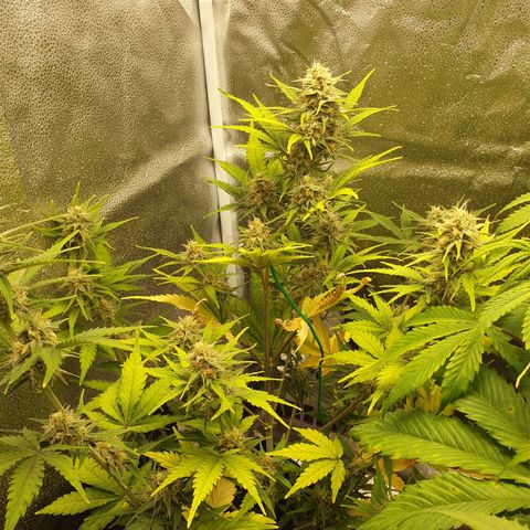 Blue Cheese Automatic growlog timeline photo