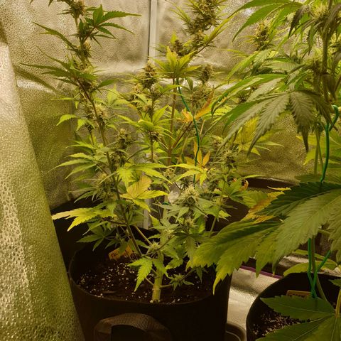 Blue Cheese Automatic growlog timeline photo