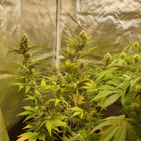 Blue Cheese Automatic growlog timeline photo