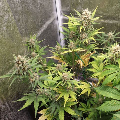 Blue Cheese Automatic growlog timeline photo