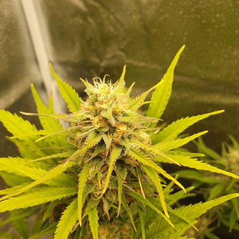 Blue Cheese Automatic growlog timeline photo