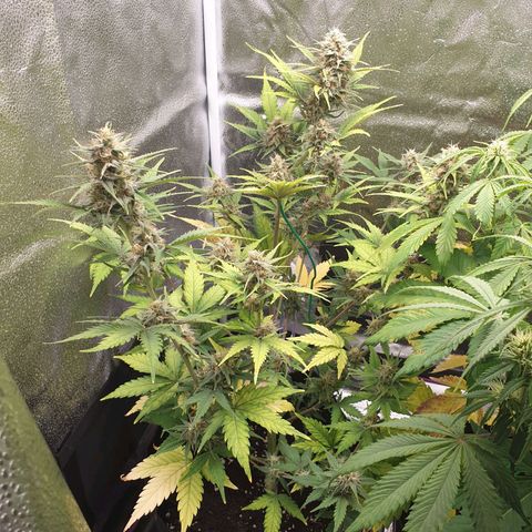 Blue Cheese Automatic growlog timeline photo