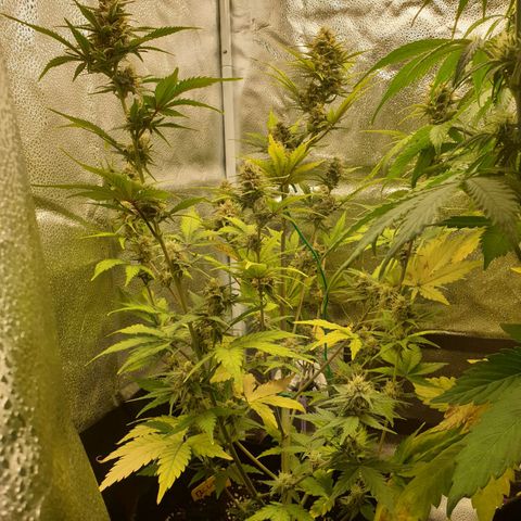 Blue Cheese Automatic growlog timeline photo