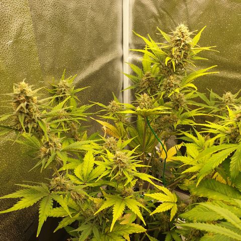 Blue Cheese Automatic growlog timeline photo