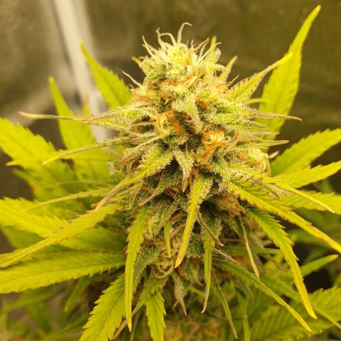 Blue Cheese Automatic growlog timeline photo