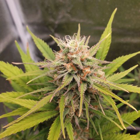 Blue Cheese Automatic growlog timeline photo