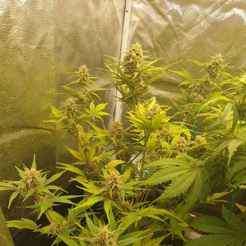 Blue Cheese Automatic growlog timeline photo
