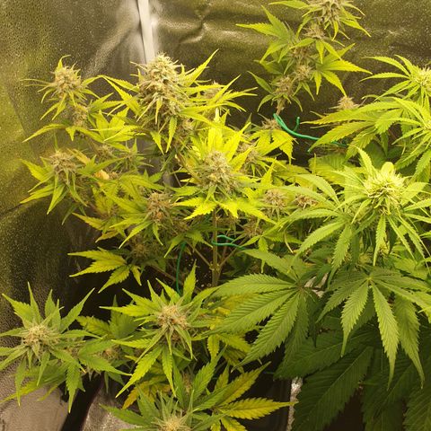 Blue Cheese Automatic growlog timeline photo