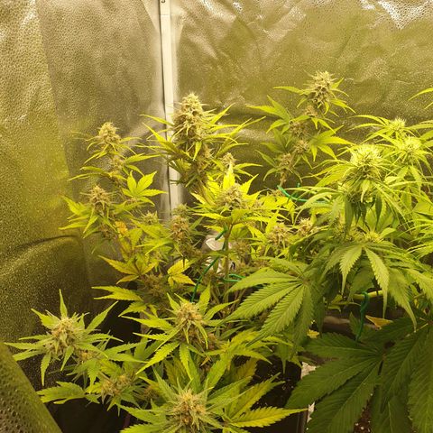 Blue Cheese Automatic growlog timeline photo