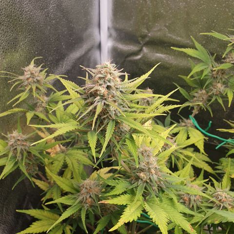 Blue Cheese Automatic growlog timeline photo
